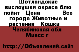 Шотландские вислоушки окраса блю пойнт › Цена ­ 4 000 - Все города Животные и растения » Кошки   . Челябинская обл.,Миасс г.